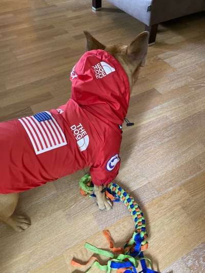 Französische Bulldoggen-Beitrag-Bild