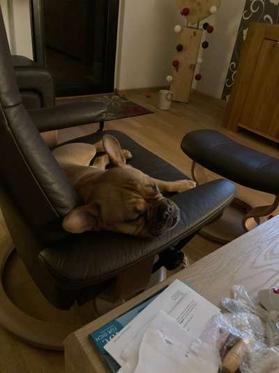 Französische Bulldoggen-Beitrag-Bild