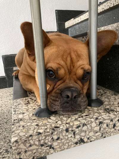 Französische Bulldoggen-Beitrag-Bild