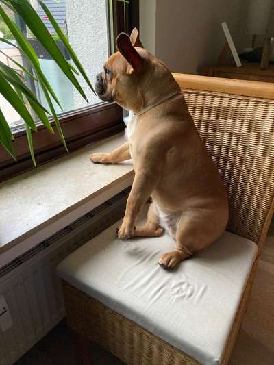 Französische Bulldoggen-Beitrag-Bild