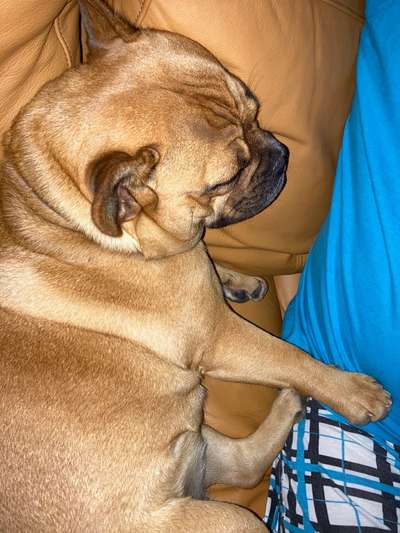 Französische Bulldoggen-Beitrag-Bild