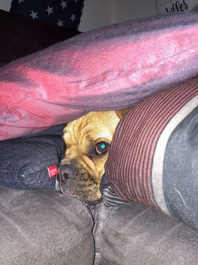 Französische Bulldoggen-Beitrag-Bild