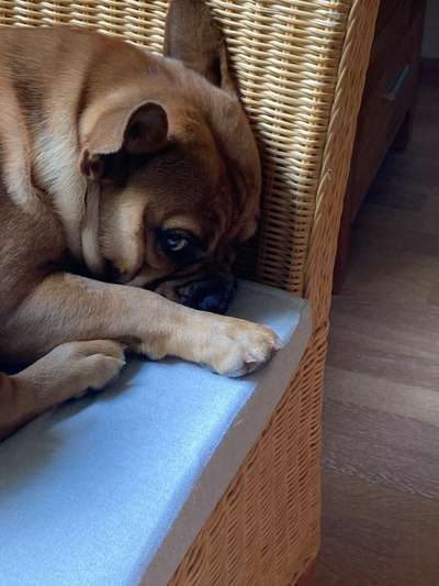 Französische Bulldoggen-Beitrag-Bild