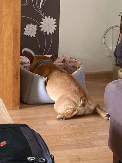 Französische Bulldoggen-Beitrag-Bild