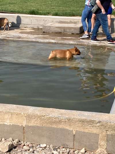 Französische Bulldoggen-Beitrag-Bild
