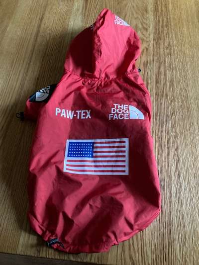 Französische Bulldoggen-Beitrag-Bild