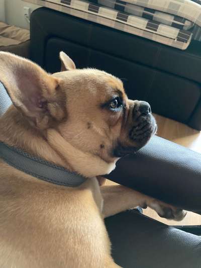 Französische Bulldoggen-Beitrag-Bild