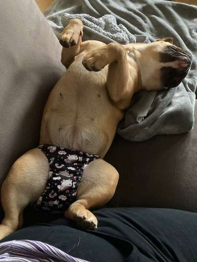 Französische Bulldoggen-Beitrag-Bild