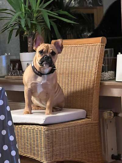 Mischlinge raten - Rätselspaß-Beitrag-Bild