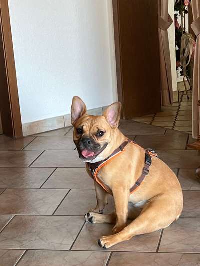 Mischlinge raten - Rätselspaß-Beitrag-Bild