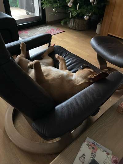 Französische Bulldoggen-Beitrag-Bild