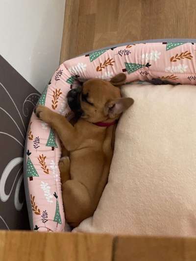 Französische Bulldoggen-Beitrag-Bild