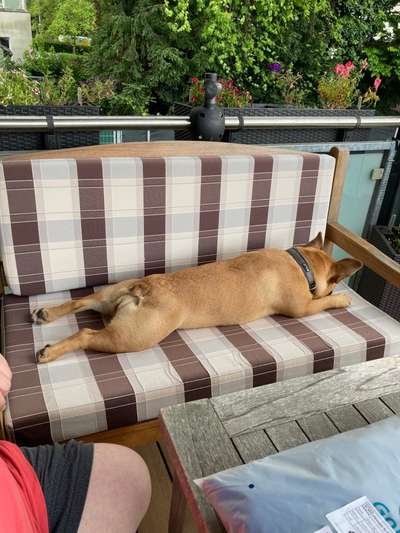 Französische Bulldoggen-Beitrag-Bild