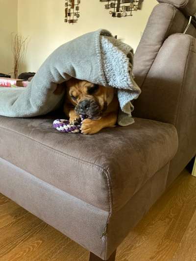 Französische Bulldoggen-Beitrag-Bild