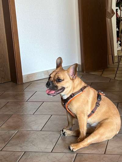 Französische Bulldoggen-Beitrag-Bild