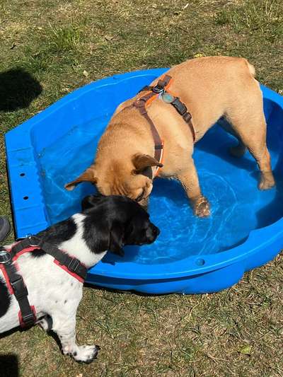 Französische Bulldoggen-Beitrag-Bild