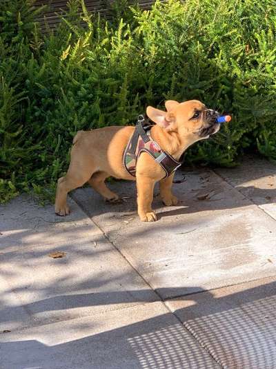 Französische Bulldoggen-Beitrag-Bild