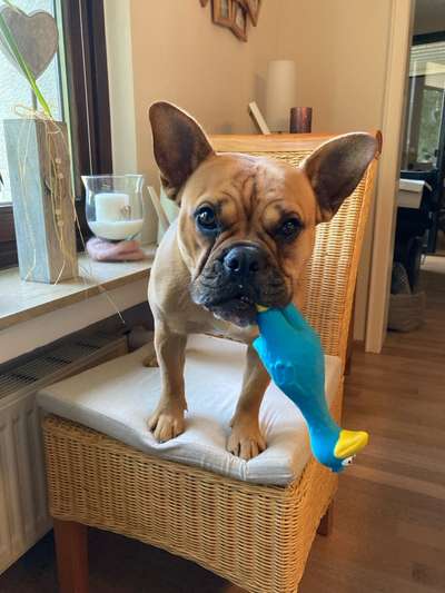 Deine Frage an einen Hundetrainer (Dogorama Webinar)-Beitrag-Bild