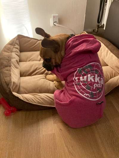 Französische Bulldoggen-Beitrag-Bild