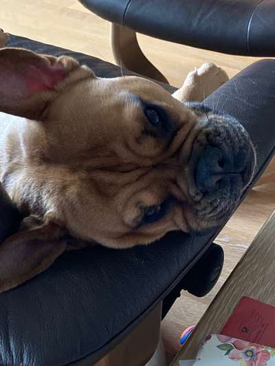 Französische Bulldoggen-Beitrag-Bild