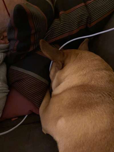 Französische Bulldoggen-Beitrag-Bild