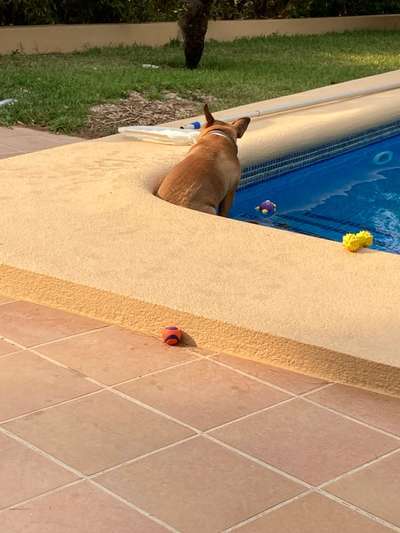 Französische Bulldoggen-Beitrag-Bild