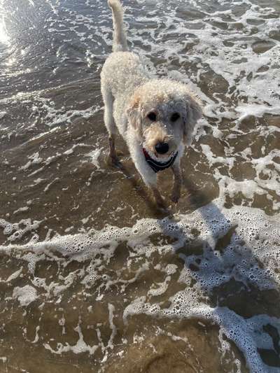 Goldendoodle-Beitrag-Bild