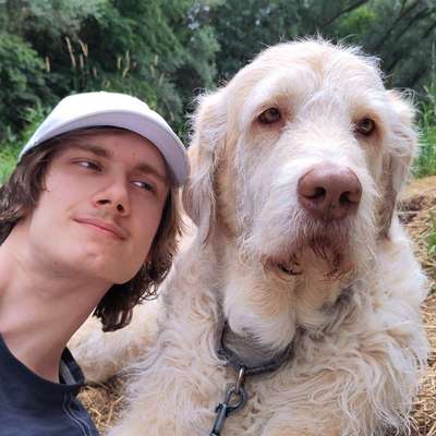 Hundetreffen-Gassirunde / Hundekontakt mit Senior Labradoodle in der nähe von Luwigsburg-Poppenweiler und Umgebun
