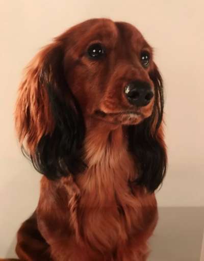 Die Dogorama Kalender Challenge 4/4-Beitrag-Bild