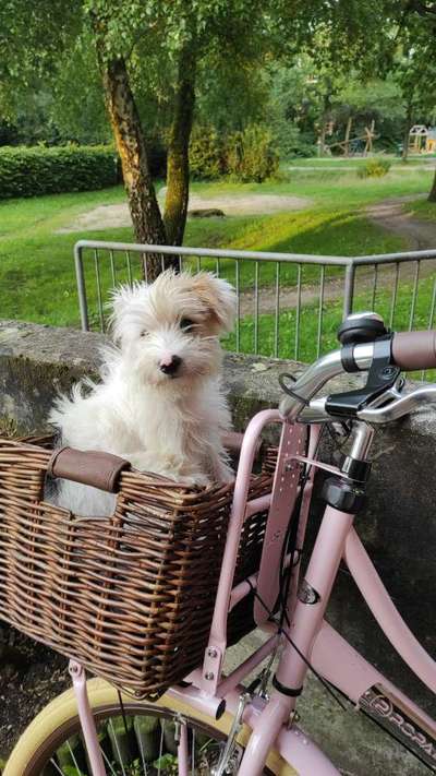 Die Dogorama Kalender Challenge 4/4-Beitrag-Bild