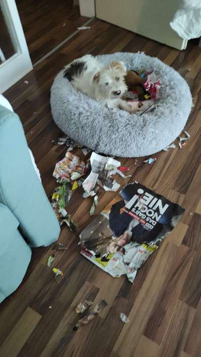 Zeig mir, dass du mit einem hund zusammenlebst....-Beitrag-Bild