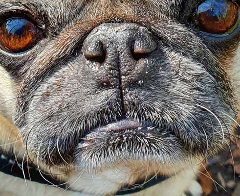 Zeigt her eure Hundenasen-Beitrag-Bild