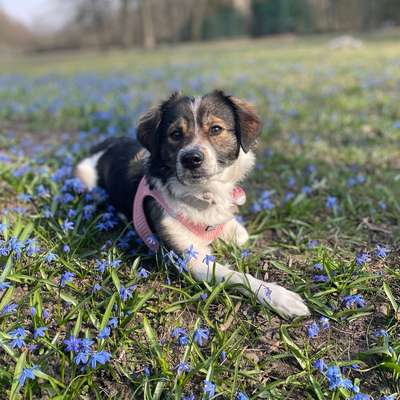 Hundetreffen-Spieltreffen für relativ kleine Hunde-Bild