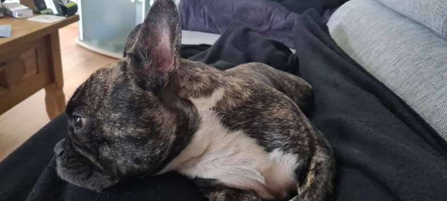 Französische Bulldoggen-Beitrag-Bild