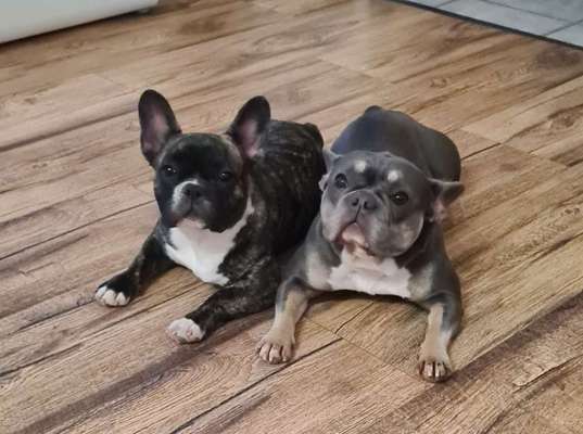 Französische Bulldoggen-Beitrag-Bild