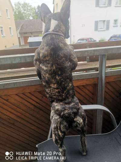 Französische Bulldoggen-Beitrag-Bild