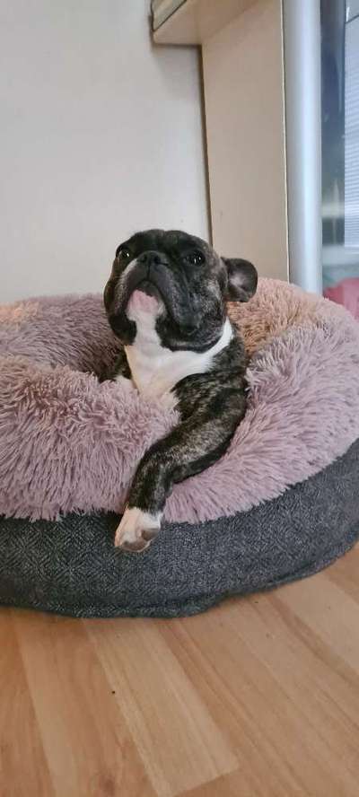 Französische Bulldoggen-Beitrag-Bild