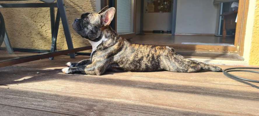 Französische Bulldoggen-Beitrag-Bild