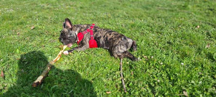 Französische Bulldoggen-Beitrag-Bild