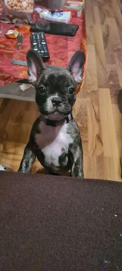 Französische Bulldoggen-Beitrag-Bild