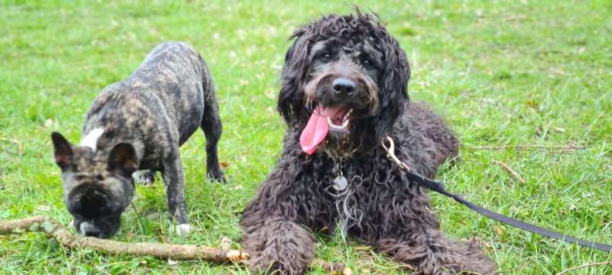 Französische Bulldoggen-Beitrag-Bild