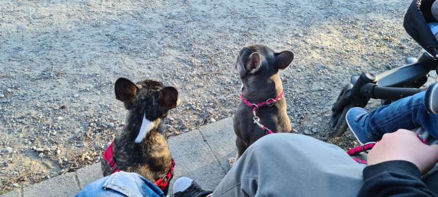 Französische Bulldoggen-Beitrag-Bild