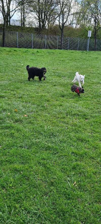 Französische Bulldoggen-Beitrag-Bild