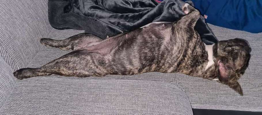 Französische Bulldoggen-Beitrag-Bild