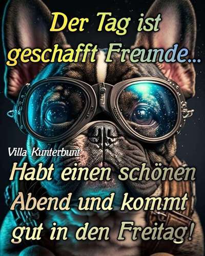 Französische Bulldoggen-Beitrag-Bild