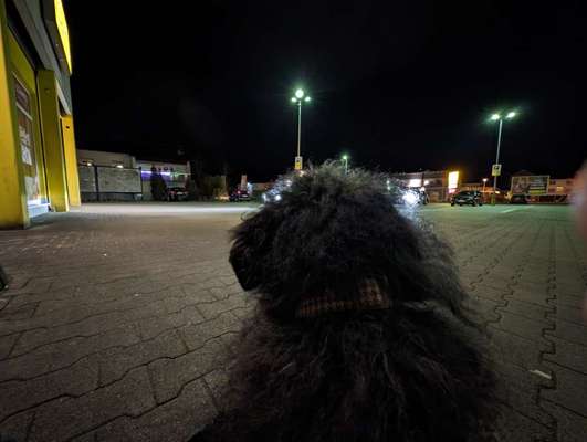 TierschutzhundeStammtisch🐕-Beitrag-Bild