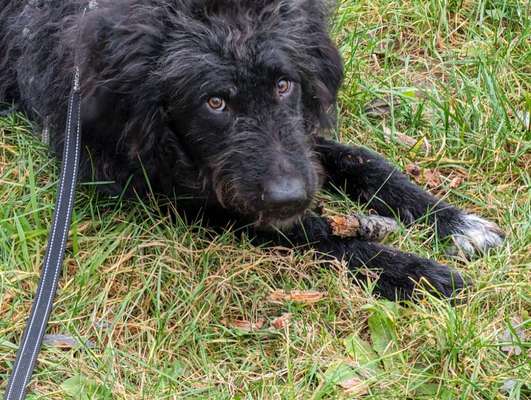 TierschutzhundeStammtisch🐕-Beitrag-Bild