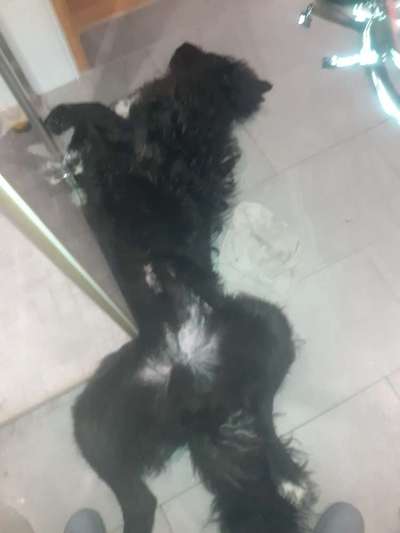 TierschutzhundeStammtisch🐕-Beitrag-Bild