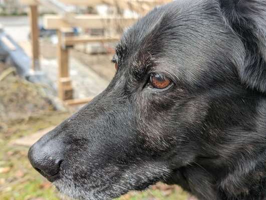 Goodbye, my fellow friend-Beitrag-Bild