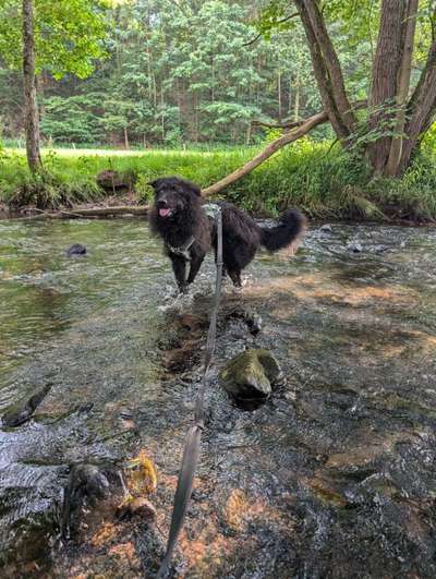 Wie kamst du zu deinem Hund?-Beitrag-Bild